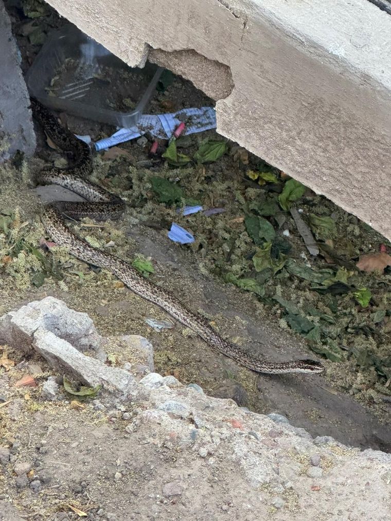 Una culebra apareció en pleno centro de Mendoza. No representa peligro, pero piden evitar manipularla y avisar si se la ve. Una culebra apareció en pleno centro de Mendoza. No representa peligro, pero piden evitar manipularla y avisar si se la ve.