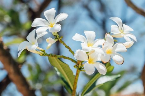 El jazmín es una de las plantas que representan el amor y que no puede faltar en el hogar Foto: Archivo