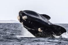 La becaria del CONICET Virginia Tortolini estudia la ecología acústica de la ballena franca Foto: Télam