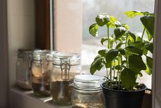 Las mejores plantas para la cocina.&nbsp;