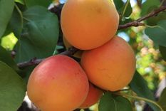 receta: exquisita tarta de damascos mendocinos