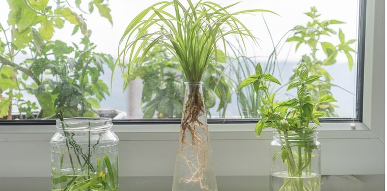 Jardinería. La mejor forma de propagar. Foto: Shutterstock Jardinería. La mejor forma de propagar. Foto: Shutterstock