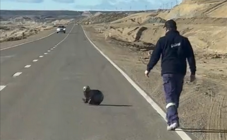 Un transportista rescató a un lobo marino que estaba perdido y en peligro en la ruta 3, a la altura de Comodoro Rivadavia Foto: Captura de video