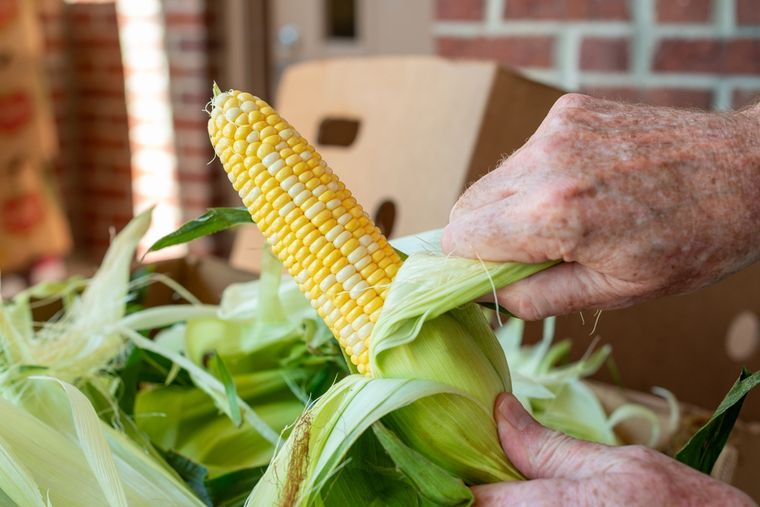 No tirés las cáscaras de choclo: cómo usarlas en la tierra. Foto: Shutterstock