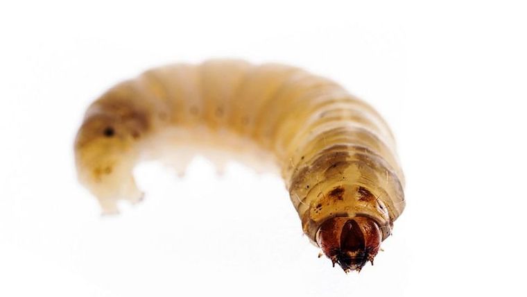 Estos insectos destuyen rápidamente el jardín. Foto: GETTY IMAGES