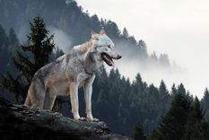 Sueños Conoce el significado de soñar con lobos Foto: Shutterstock