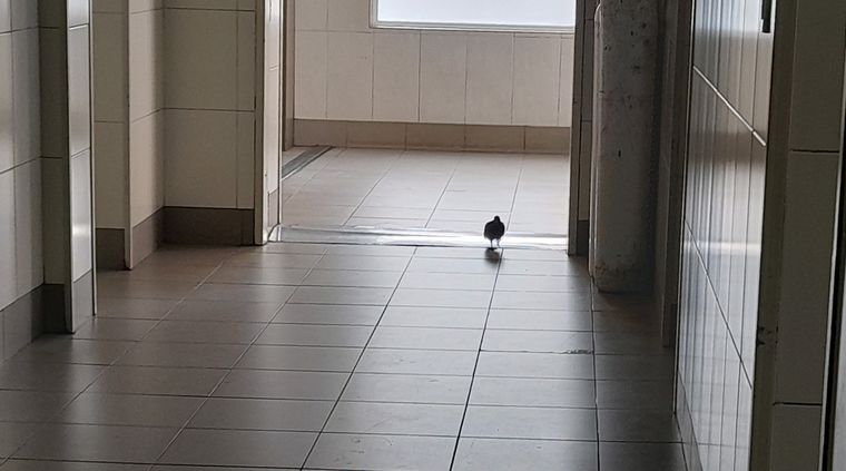 Paloma en un penal de Santa Fe Foto: ALF PONCE MERCADO / MDZ