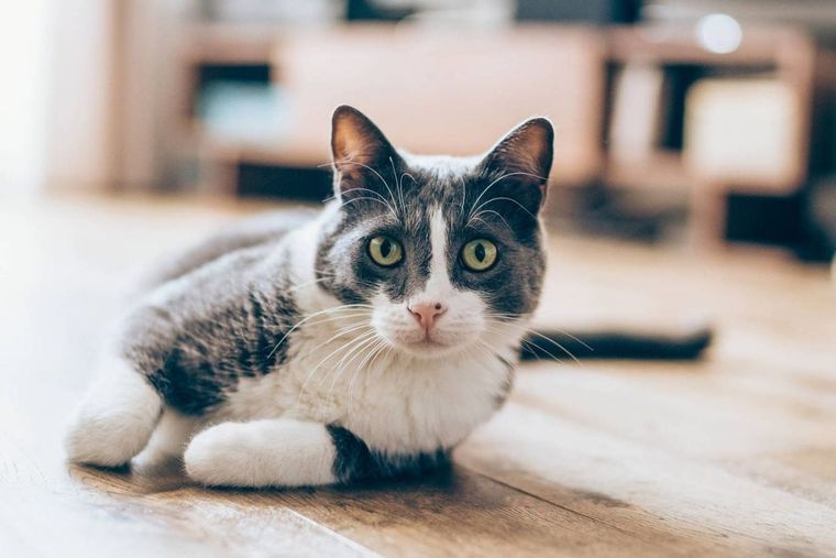 Gatos, 5 cosas que no sabías, instinto