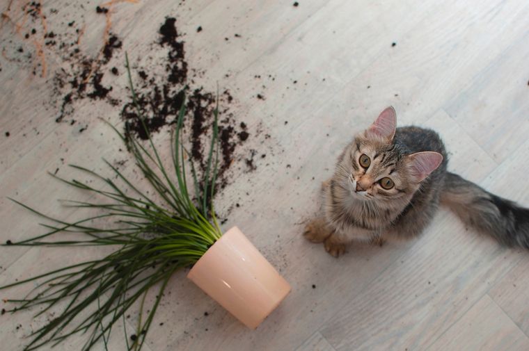 GATOS TIRAN COSAS Foto: SHUTTERSTOCK