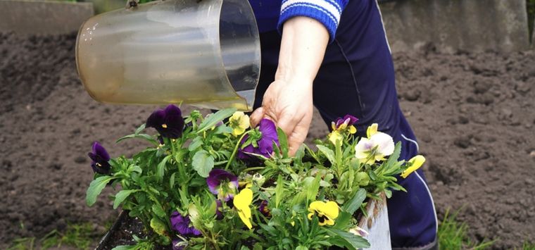 Ideal para regar cada 15 días Foto: Shutterstock