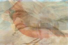 ¿que animal ves primero?: asombrosa prueba de personalidad