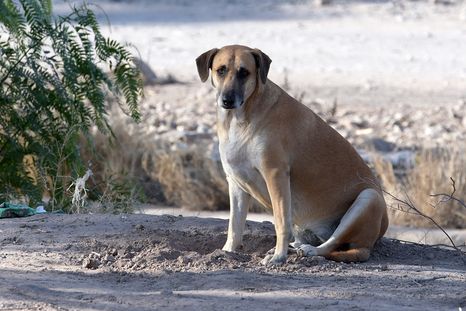 “Patitas a Casa” será el primer portal municipal de adopciones de mascotas en Mendoza. “Patitas a Casa” será el primer portal municipal de adopciones de mascotas en Mendoza.