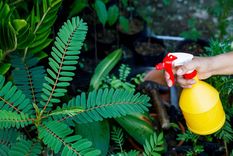 De esta forma fortaleces las raíces. Foto: Archivo