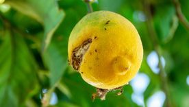 El limonero del jardín puede verse afectado por diversas plagas. Foto: SHUTERSTOCK El limonero del jardín puede verse afectado por diversas plagas. Foto: SHUTERSTOCK