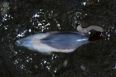 un gusano con comportamiento similar al de las gallinas