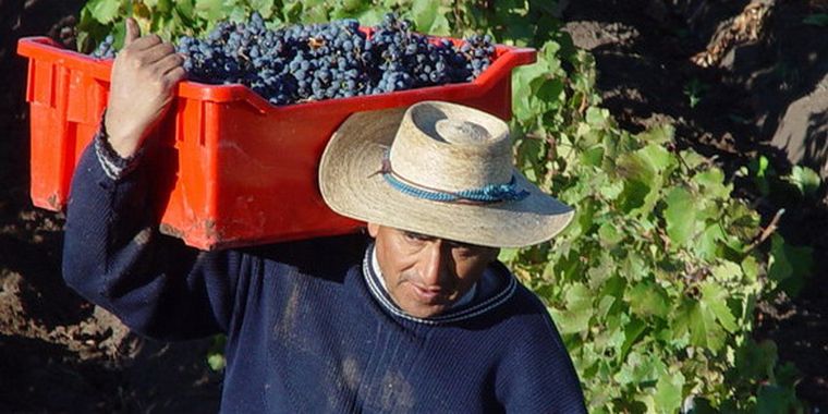 El operativo cosecha ya está en marcha.