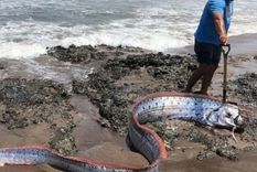 El pez apareció en una isla del Chile austral Foto: Twitter El pez apareció en una isla del Chile austral Foto: Twitter
