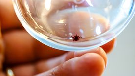 Protege a tus mascotas de este parásito: Fuente: Shutterstock Protege a tus mascotas de este parásito: Fuente: Shutterstock