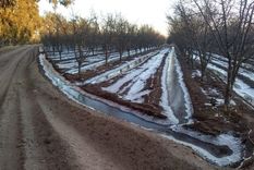 Habilitaron la toma de denuncias para daños por heladas. 