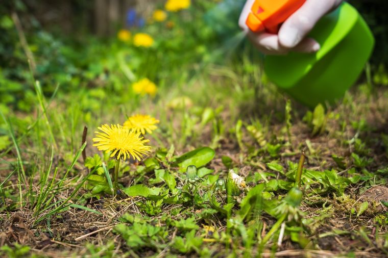 La mejor manera de ayudar a las plantas. Foto: Shutterstock