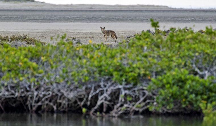 Los manglares cumplen un rol vital en el planeta Tierra. Foto: Efe.