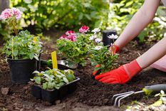JARDÍN Cultiva tus propias plantas en el jardín Foto: Shutterstock