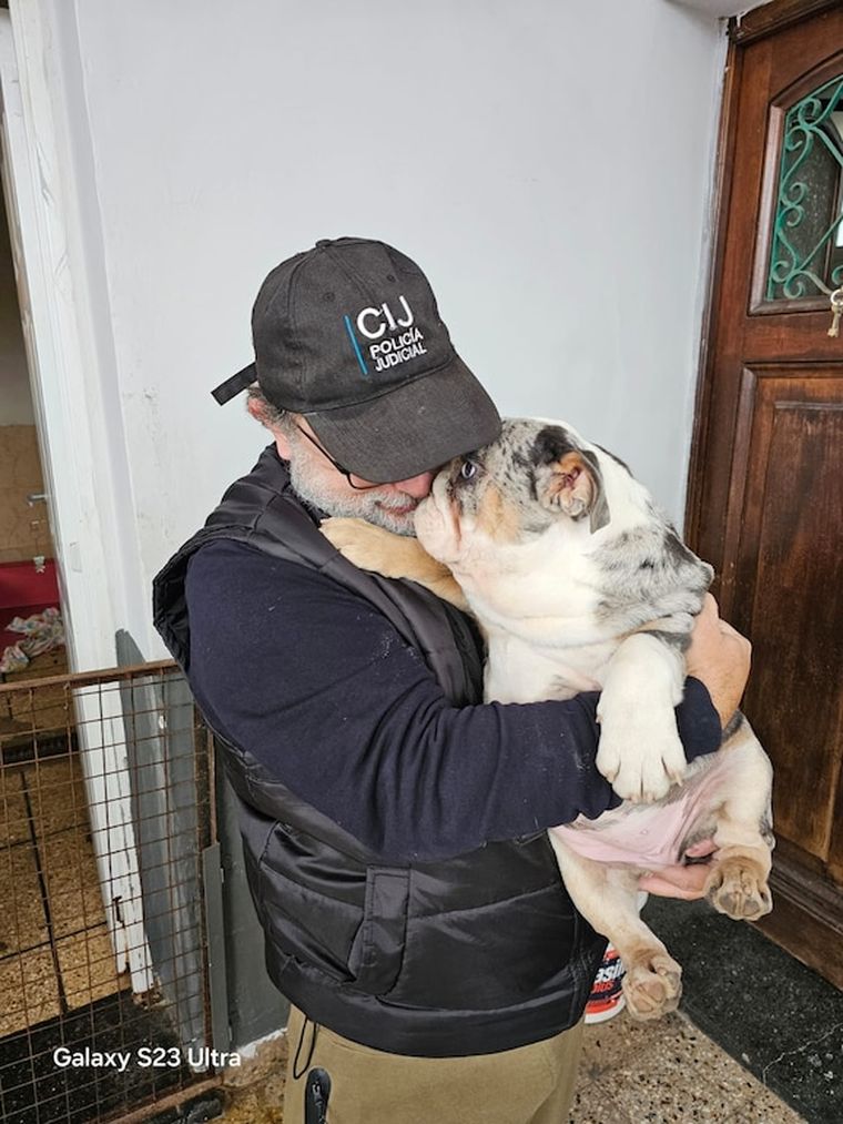 Bulldog Francés rescatado de un criadero clandestino en Villa Urquiza Bulldog Francés rescatado de un criadero clandestino en Villa Urquiza