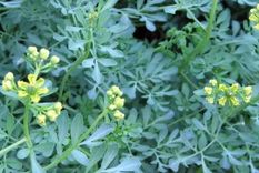 El té hecho de ruda ayuda a combatir dolores del estómago. Foto: Shutterstock