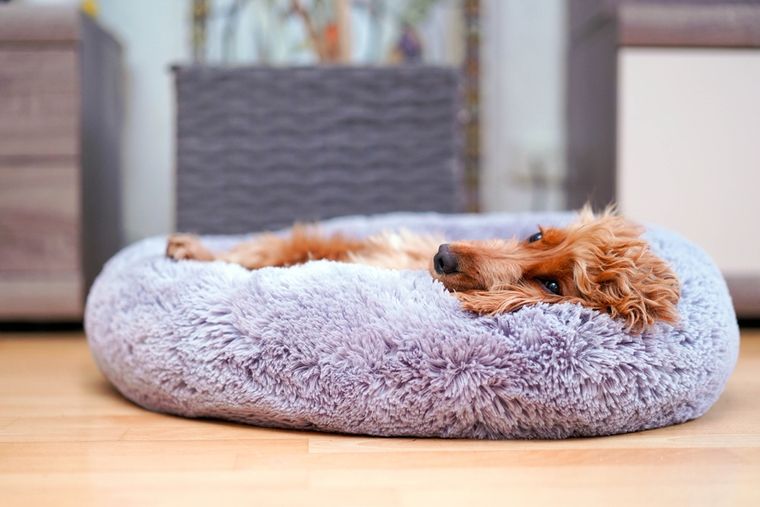 La cama cerca de la familia, pero lejos del ruido: así mejora el bienestar de tu mascota. Foto: Shutterstock