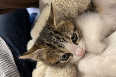 Gatos Munchkin, la raza con patas cortas que conquista corazones, conocelos en esta nota Foto: Wikipedia