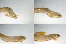 peces caminantes revelan como evolucionaron los tetrapodos