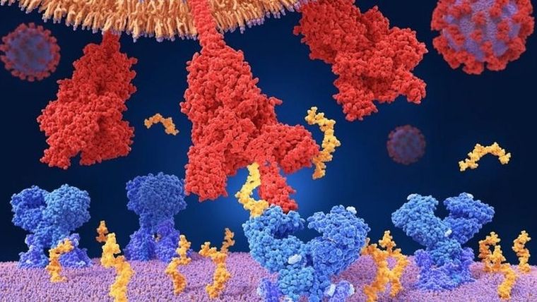 Foto: SCIENCE PHOTO LIBRARY