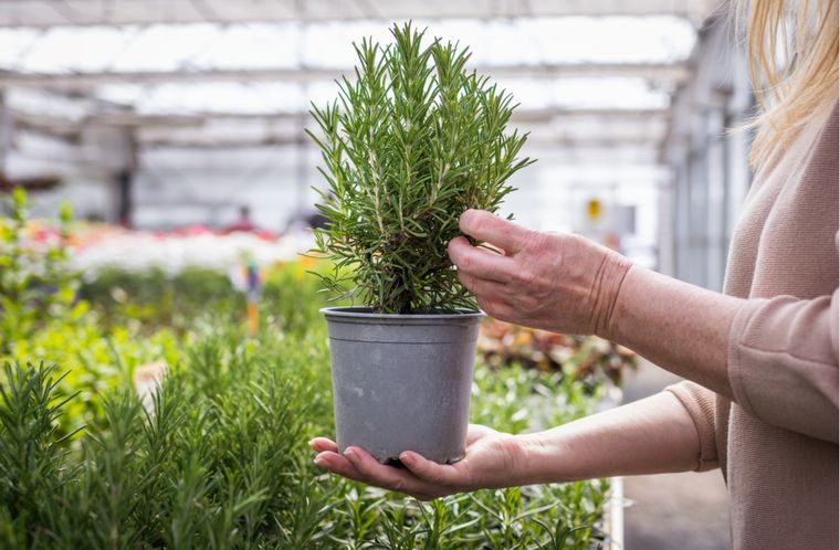 Romero Consejos para su cultivo Foto: Shutterstock