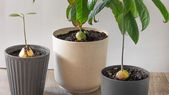 Cultivar palta en el jardín es una forma simple y gratificante de conectar con la naturaleza desde casa. Cultivar palta en el jardín es una forma simple y gratificante de conectar con la naturaleza desde casa.