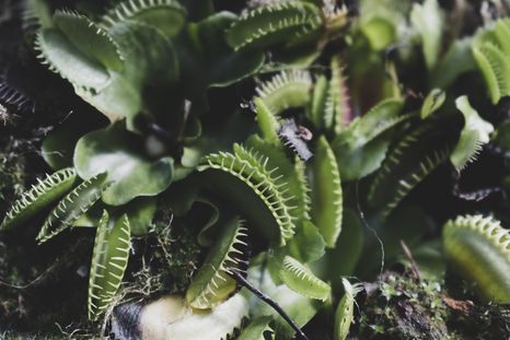 Jardinería. Las mejores plantas carnívoras recomendadas por expertos. Fuente: Freepik. Jardinería. Las mejores plantas carnívoras recomendadas por expertos. Fuente: Freepik.