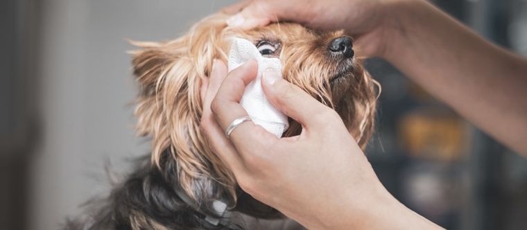 Frota suavemente con una gasa humedecida Foto: Shutterstock