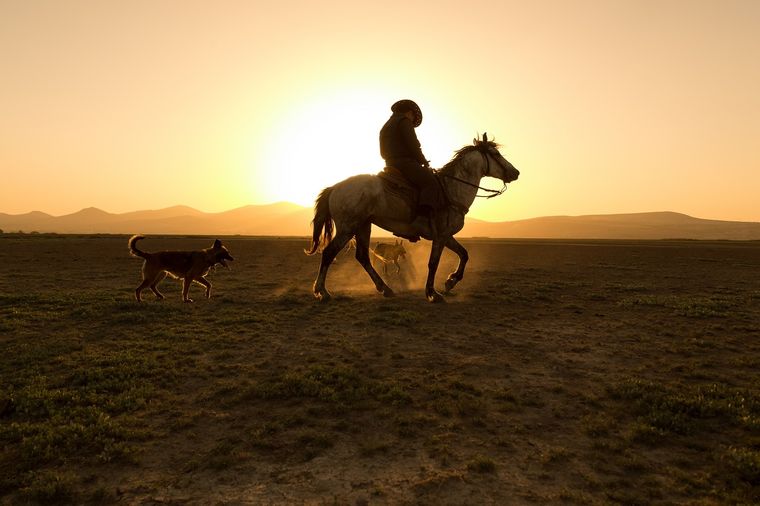 El Día Nacional del Gaucho está relacionado al famoso poema Martín Fierro. Foto: Shutterstock