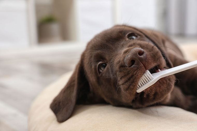 Mascotas Aprende a limpiar los dientes de tu perro con estos consejos