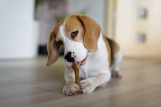 Mascotas Puedes tener en cuenta estas razas para espacios pequeños Foto: Shutterstock