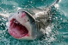 video: fatal momento en que un tiburon blanco mata a un surfista