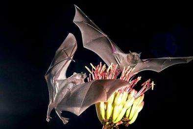 MDZol | Su presencia es un buen indicador. Murciélagos