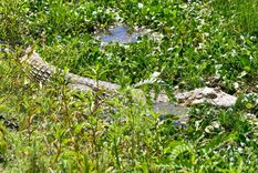 El yacaré overo recibe el nombre científico de Caimán latirostris Foto: Gobierno de Santa Fe