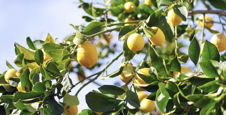 Cuida tu limonero con este abono seco Foto: Shutterstock