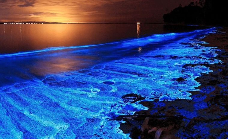El fenómeno es conocido por la ciencia como noctiluca scintillans Foto: worldsdf.org