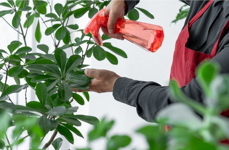 JARDÍN Aplicar abonos en las plantas garantizará su salud Foto: shutterstock