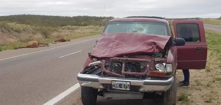 Camioneta impactó a dos caballos Foto: Ministerio de Seguridad