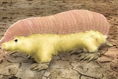 el increible descubrimiento del conicet sobre una especie casi desconocida