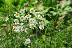 Puede cultivarse en interiores, siempre que reciba suficiente luz natural. Foto: Pixabay