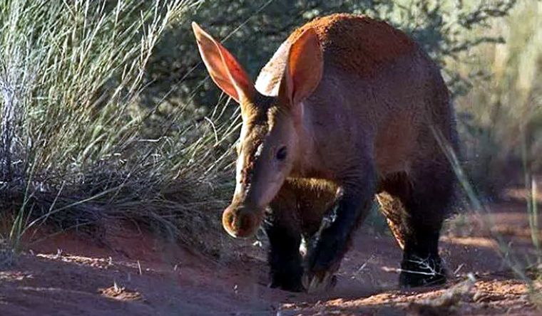 El cerdo hormiguero es parte de este rasgo evolutivo. Foto: Dpa.
