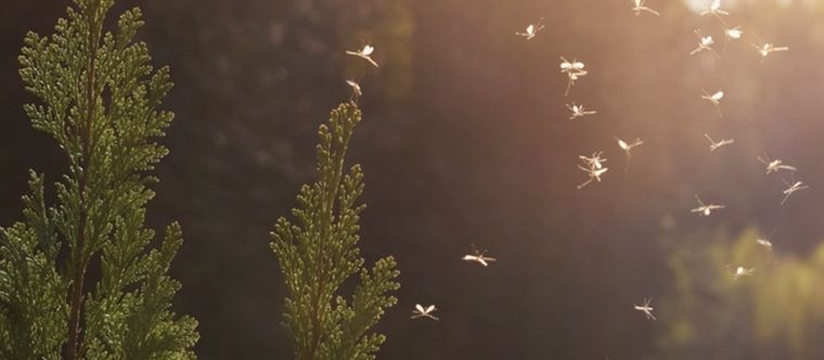 Los mosquitos odian el aroma de estas plantas del jardín Foto: Shutterstock